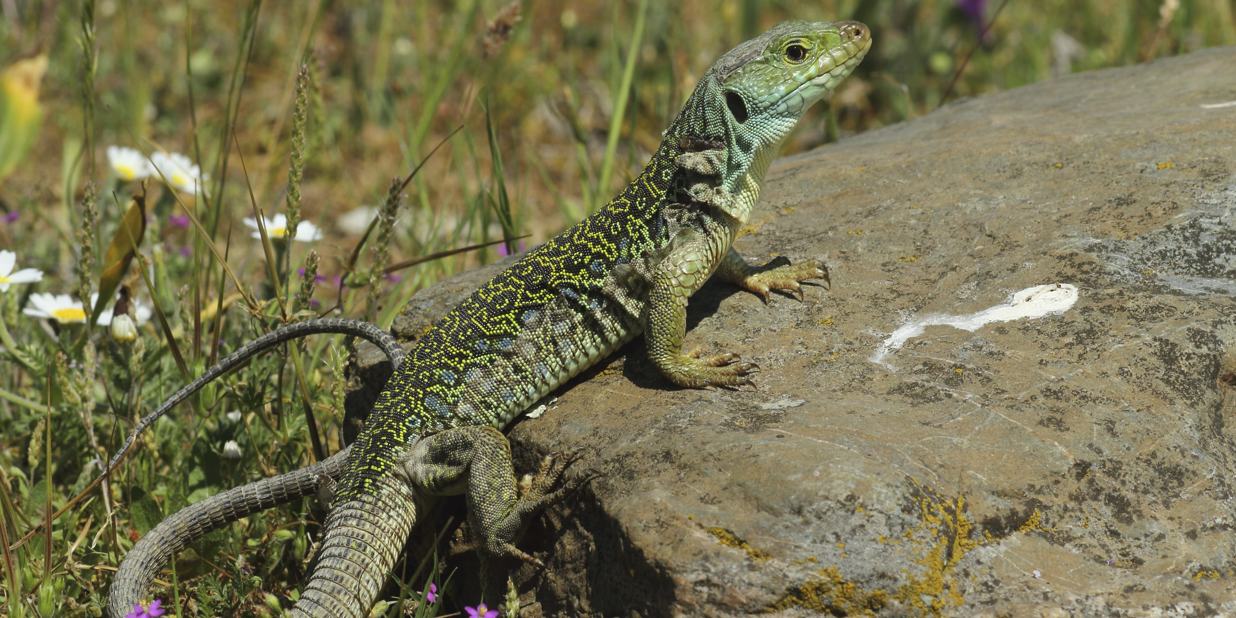 Lézard ocellé - Emile Barbelette